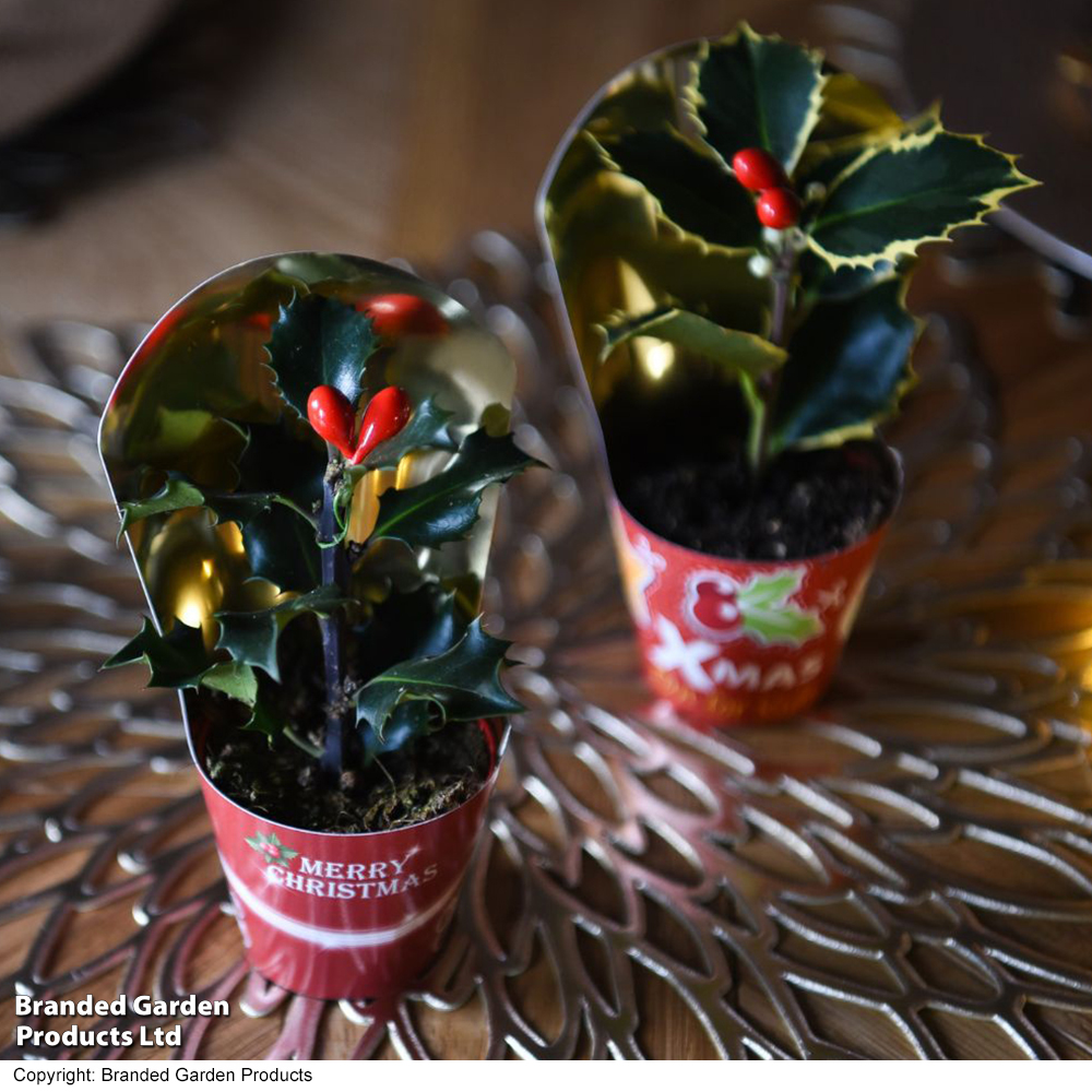 Holly aquifolium 'Argentea Marginata' - Gift image