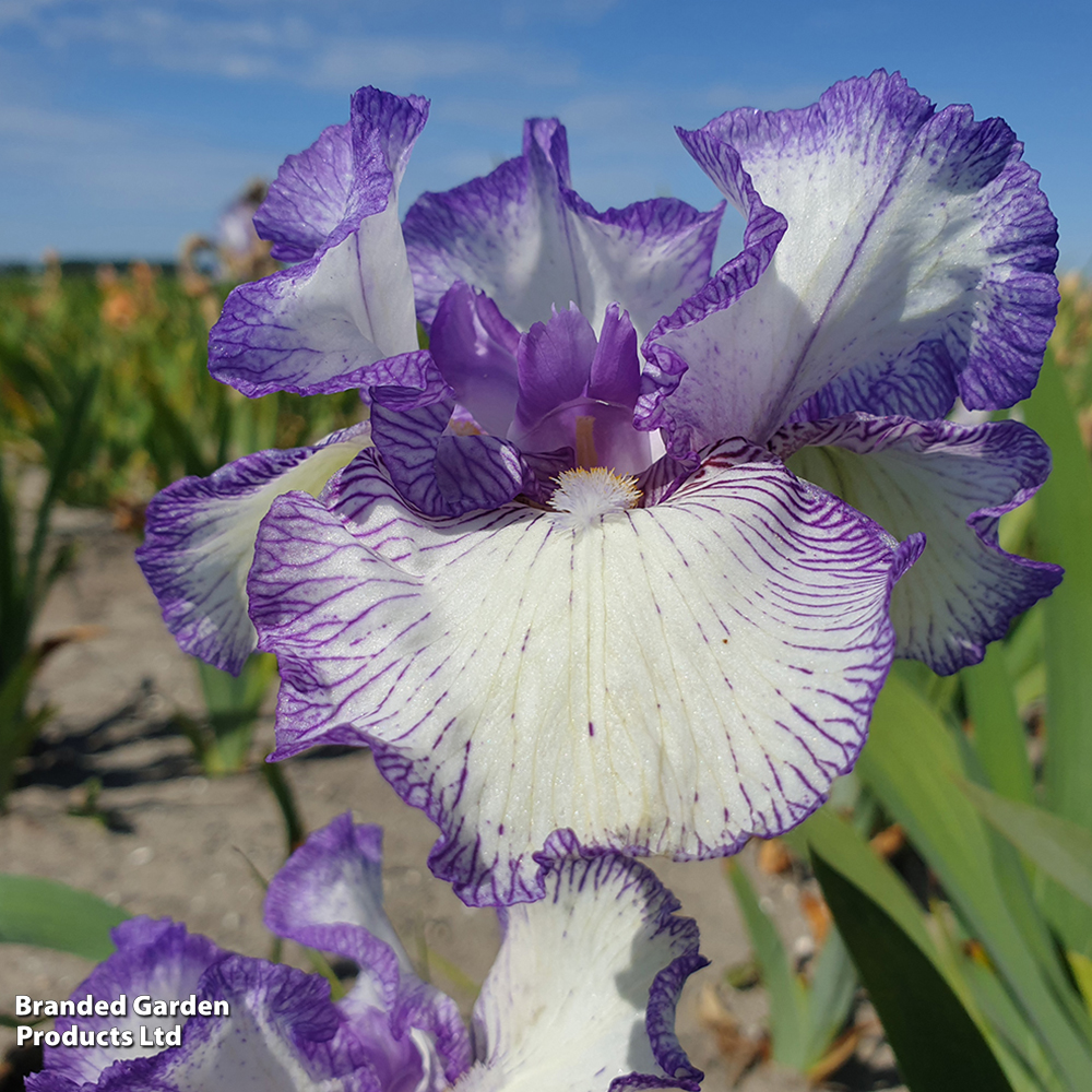 Iris 'Autumn Circus' (Reblooming) image