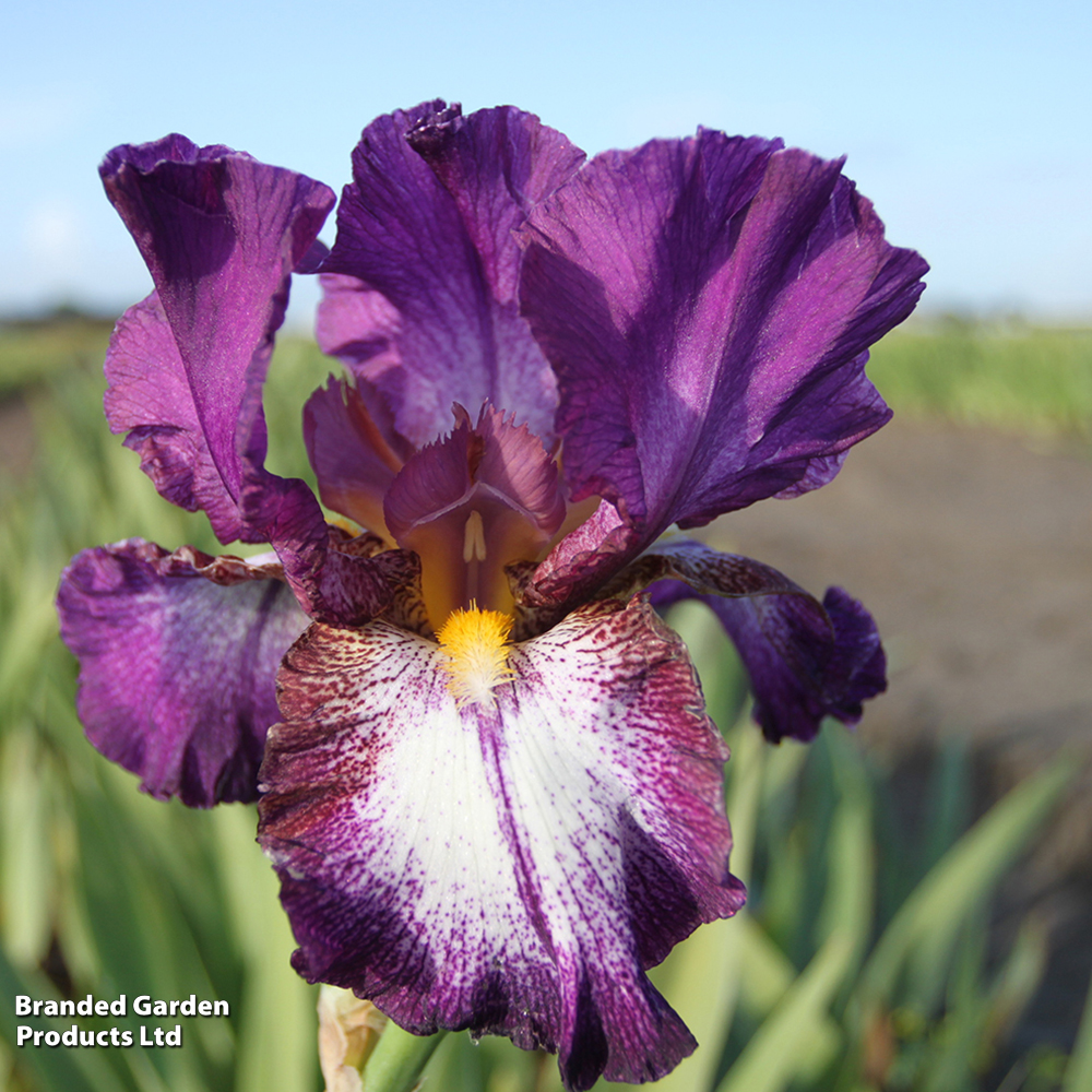 Iris 'Autumn Encore' (Reblooming) image