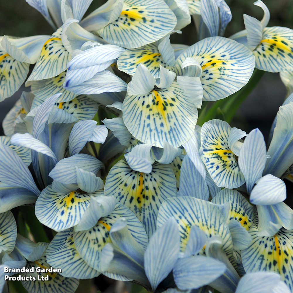 Iris 'Katharine Hodgkin' image