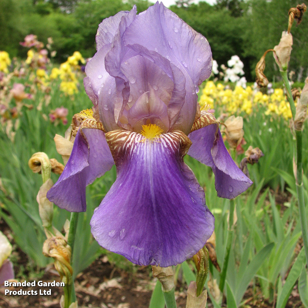 Iris 'Lent A Williamson' image