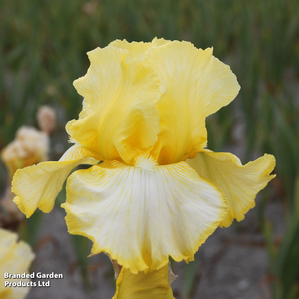 Iris 'Little Mary Sunshine' image