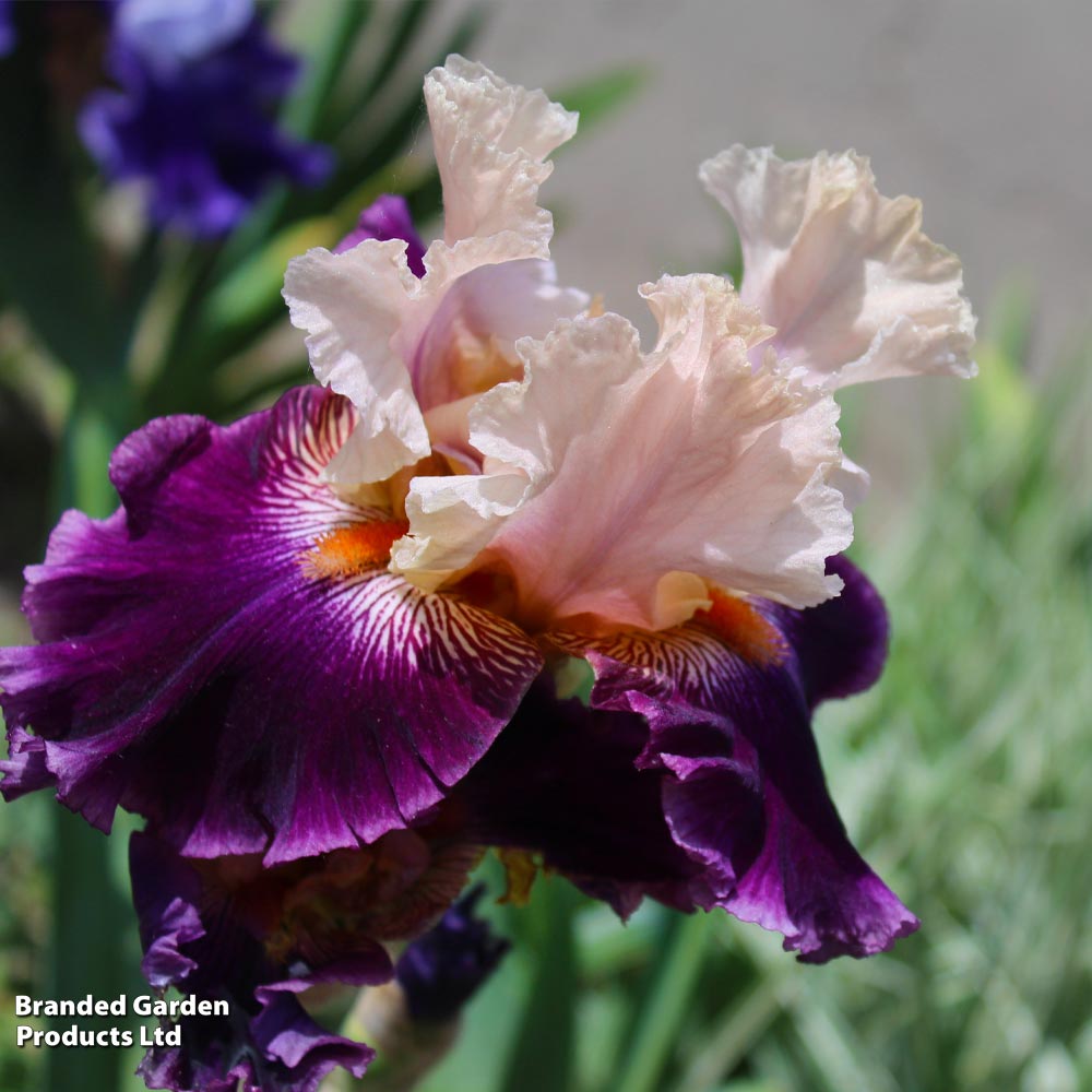 Iris 'Pass the Wine' (Re-Blooming) image