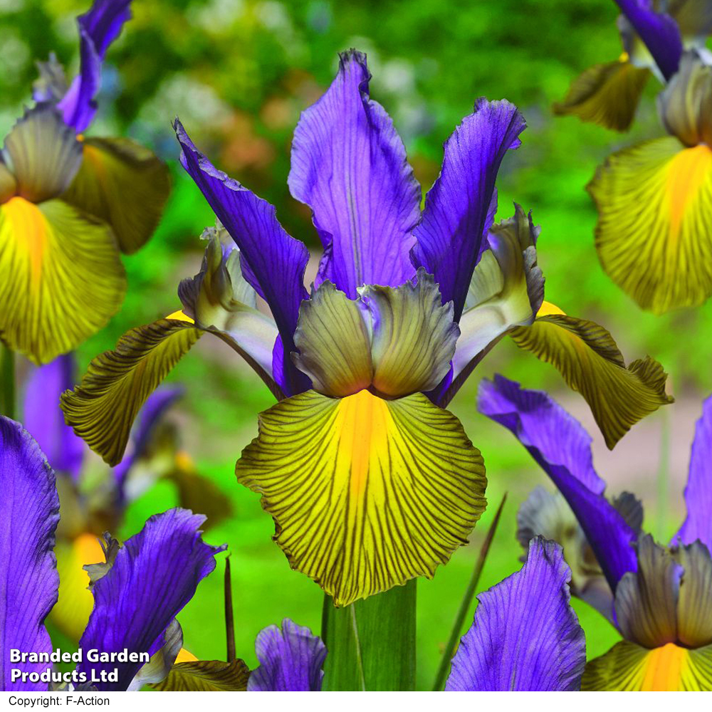 Iris x hollandica 'Picasso' image