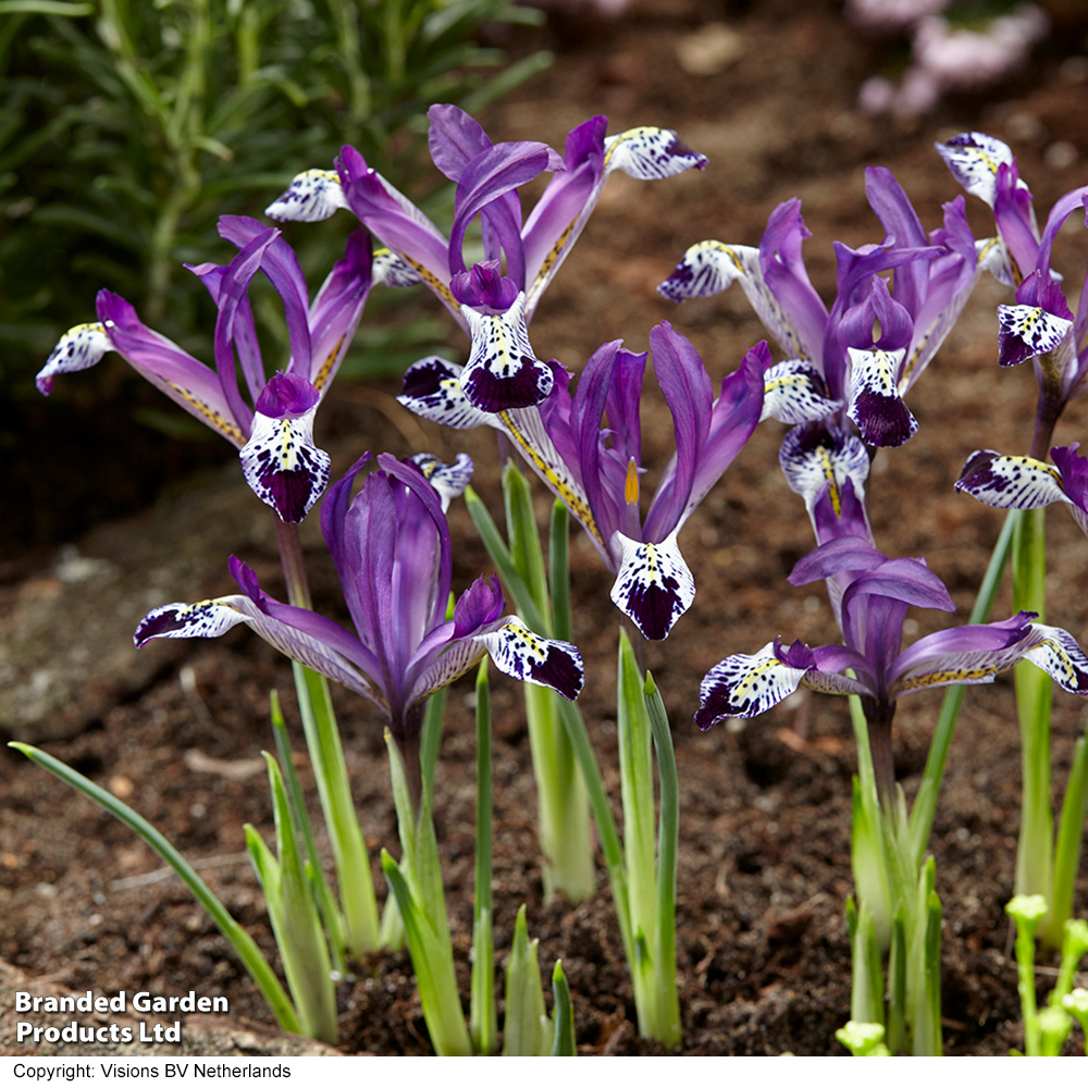 Iris reticulata 'Spot On' image