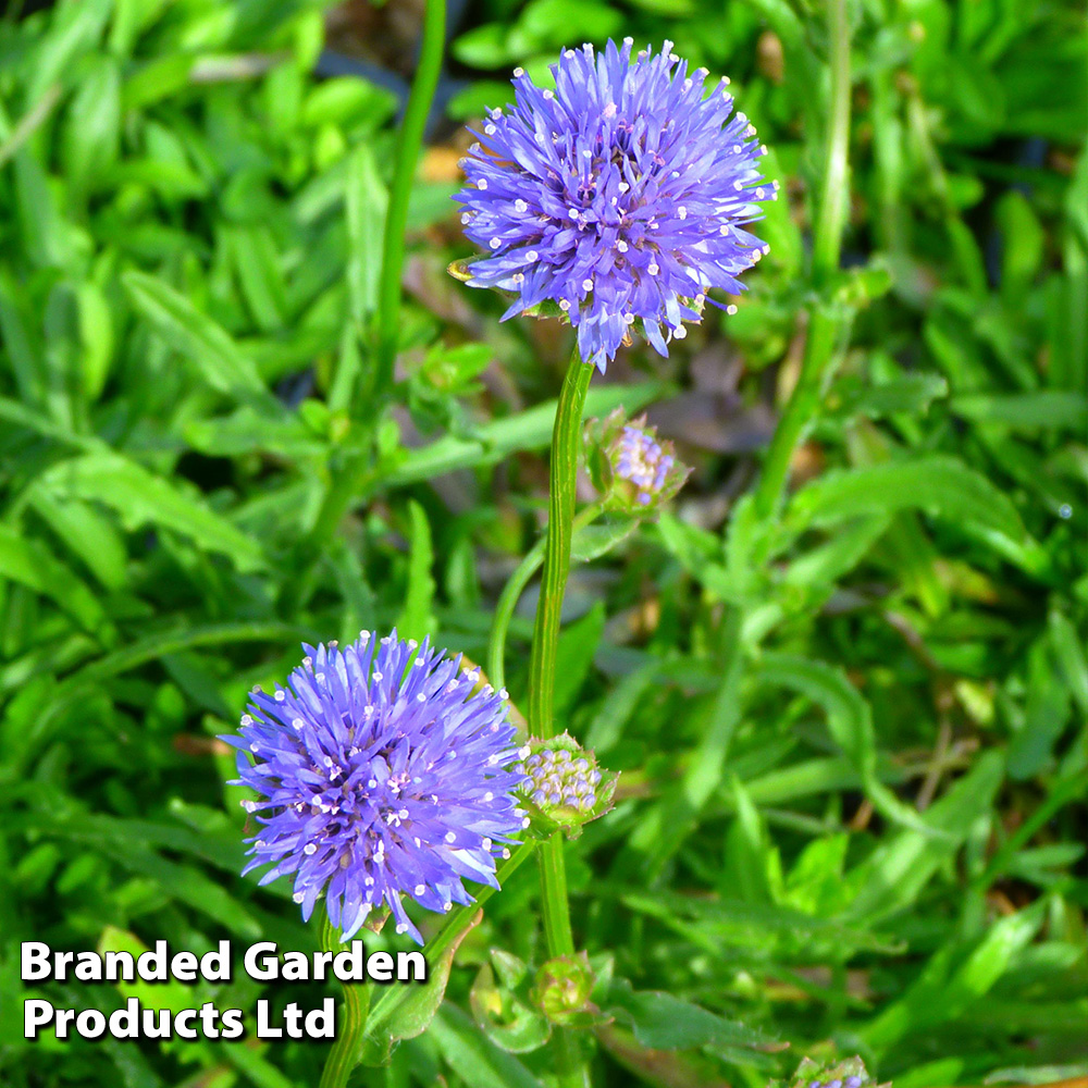 Jasione laevis 'Blue Light' image