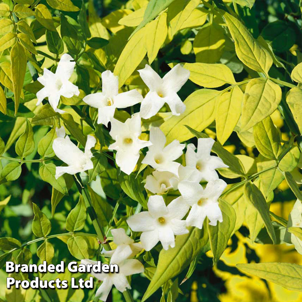 Jasminum officinale 'Fiona Sunrise' image