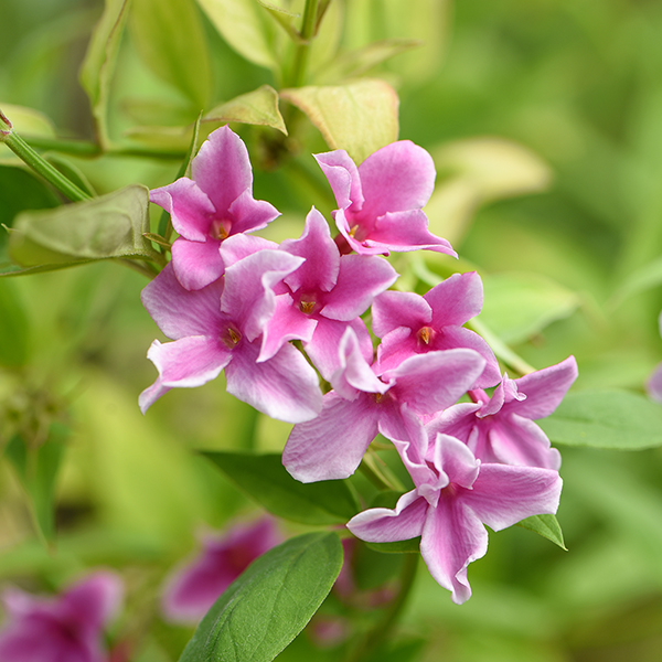 Jasminum x stephanense 'Starry Starry Summer Scent' image