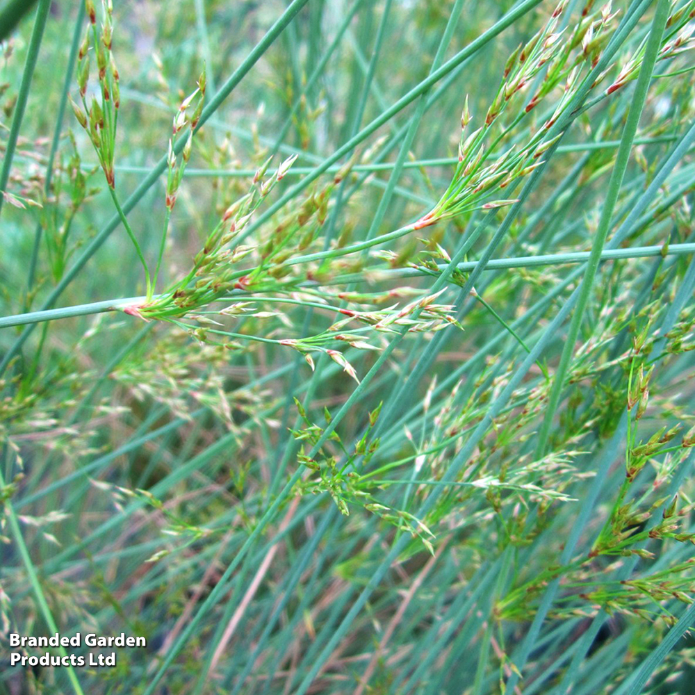 Juncus inflexus (Marginal Aquatic) image