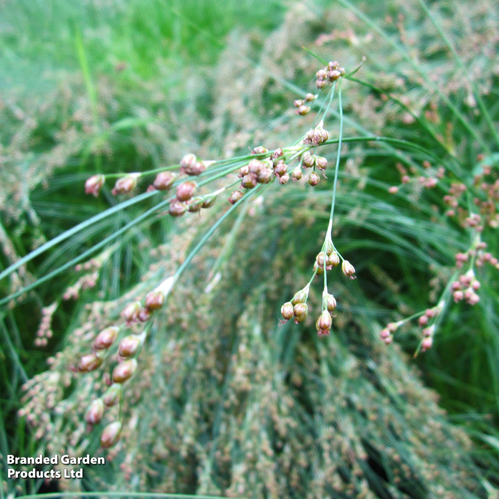 Juncus maritimus (Marginal Aquatic) image