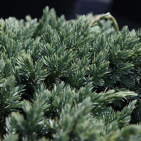 Juniperus squamata 'Blue Spider' image