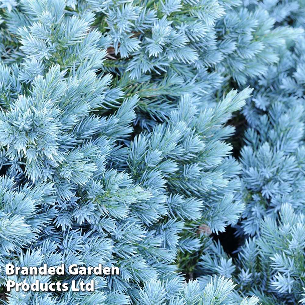 Juniperus chinensis 'Blaauw' image