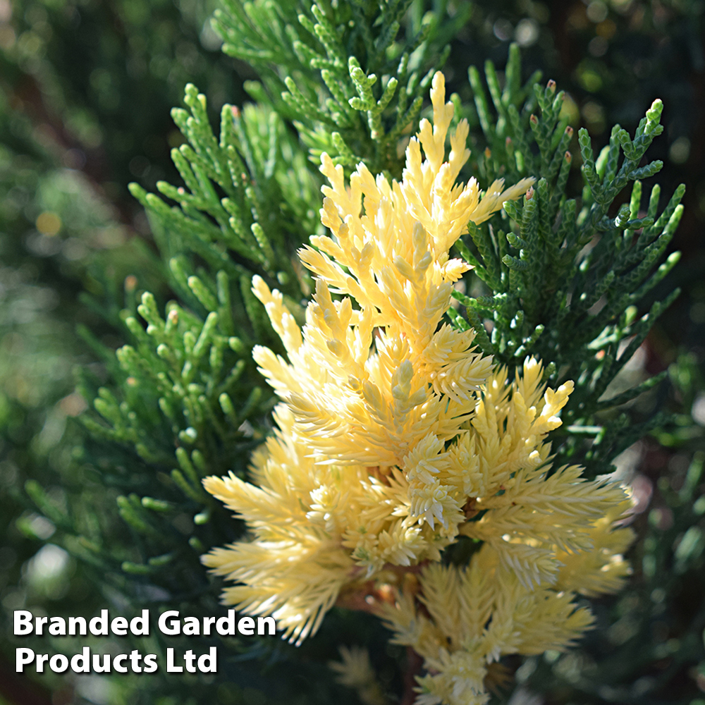 Juniperus chinensis 'Expansa Variegata' image