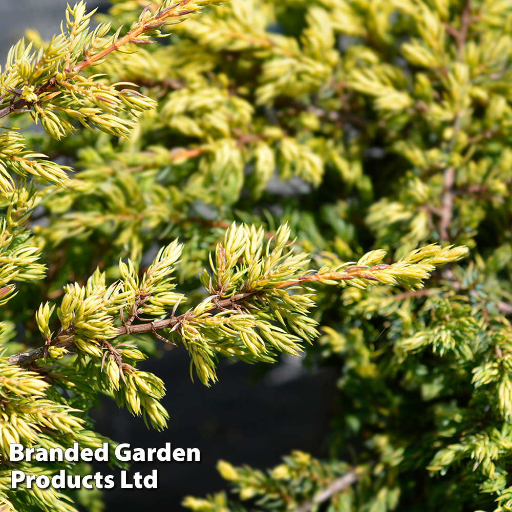 Juniperus chinensis 'Goldschatz' image