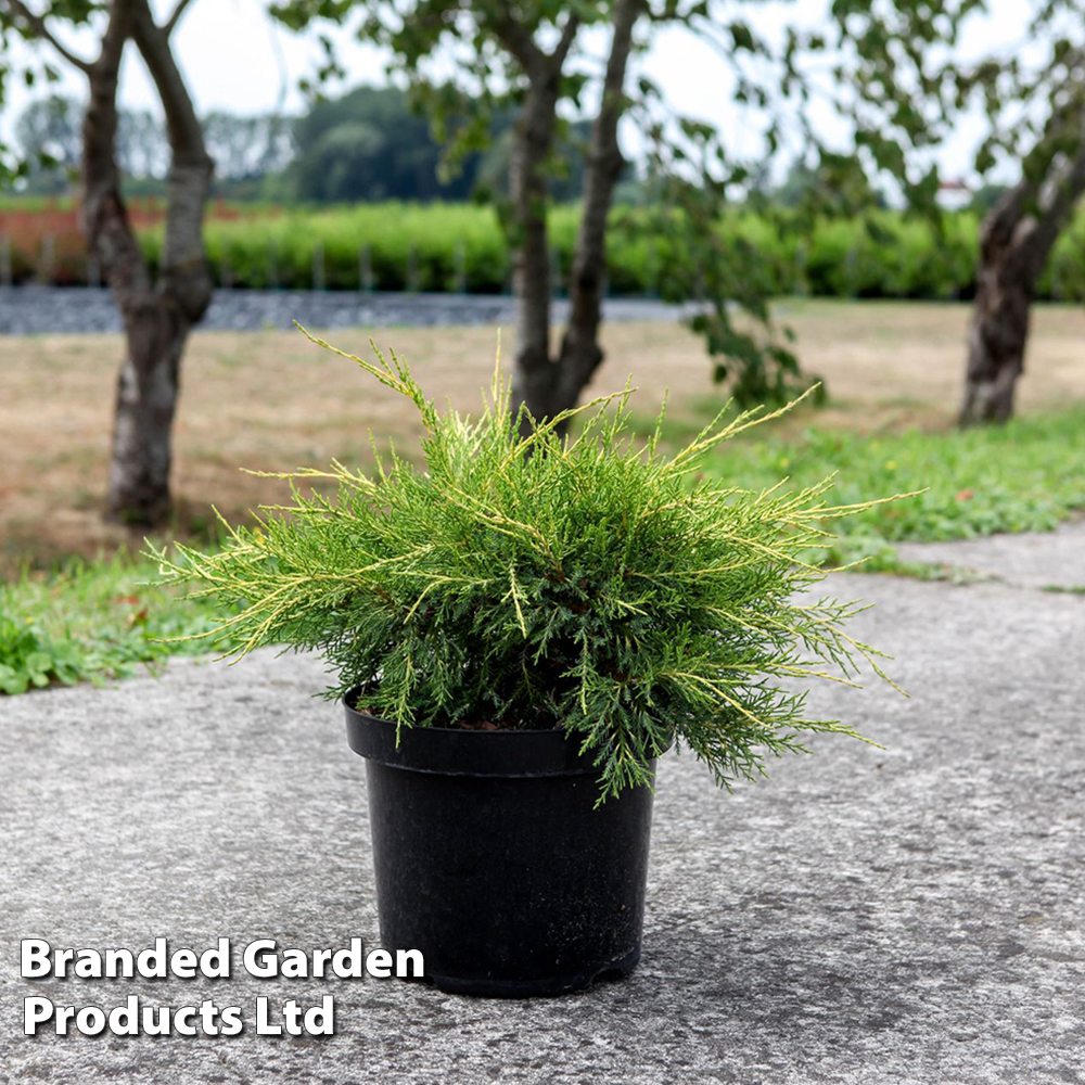 Juniperus pfitzeriana 'Gold Star' image