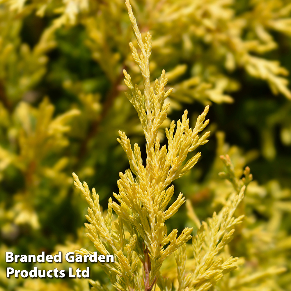 Juniperus horizontalis 'Lime Glow' image