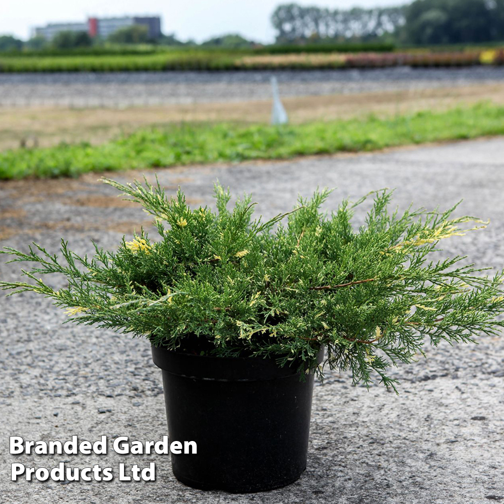 Juniperus pfitzeriana 'White Splash' image