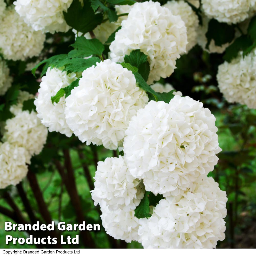 Viburnum opulus 'Compactum' image