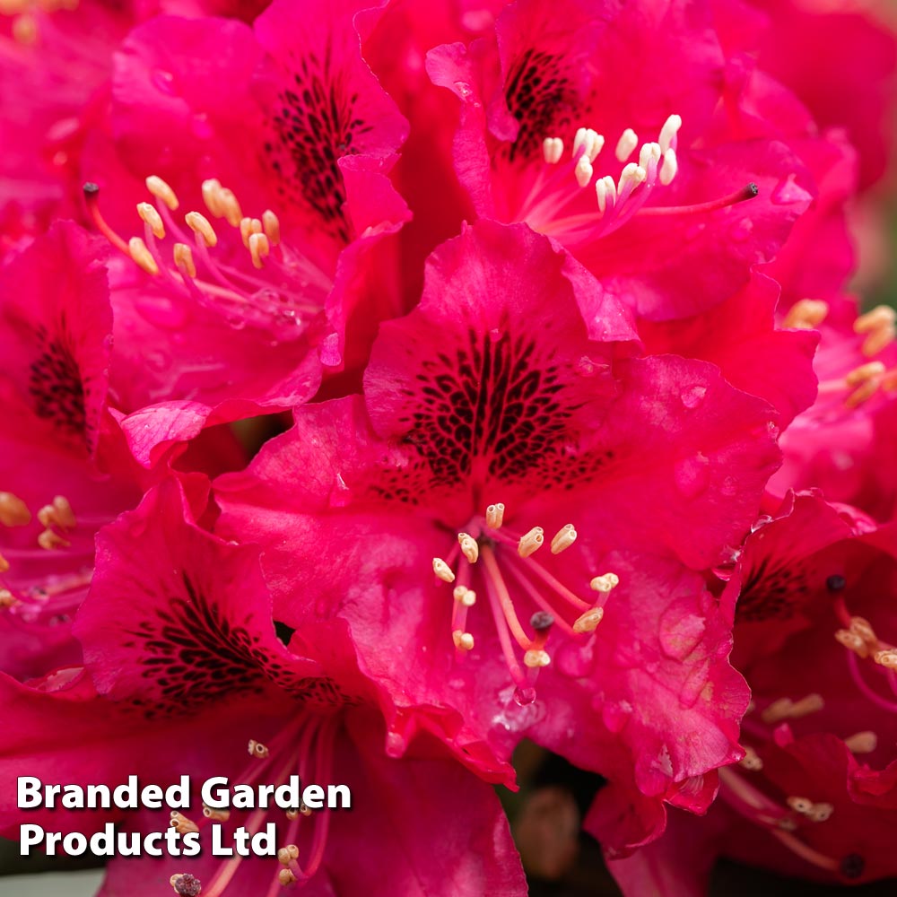 Rhododendron 'Marie Fortie' image