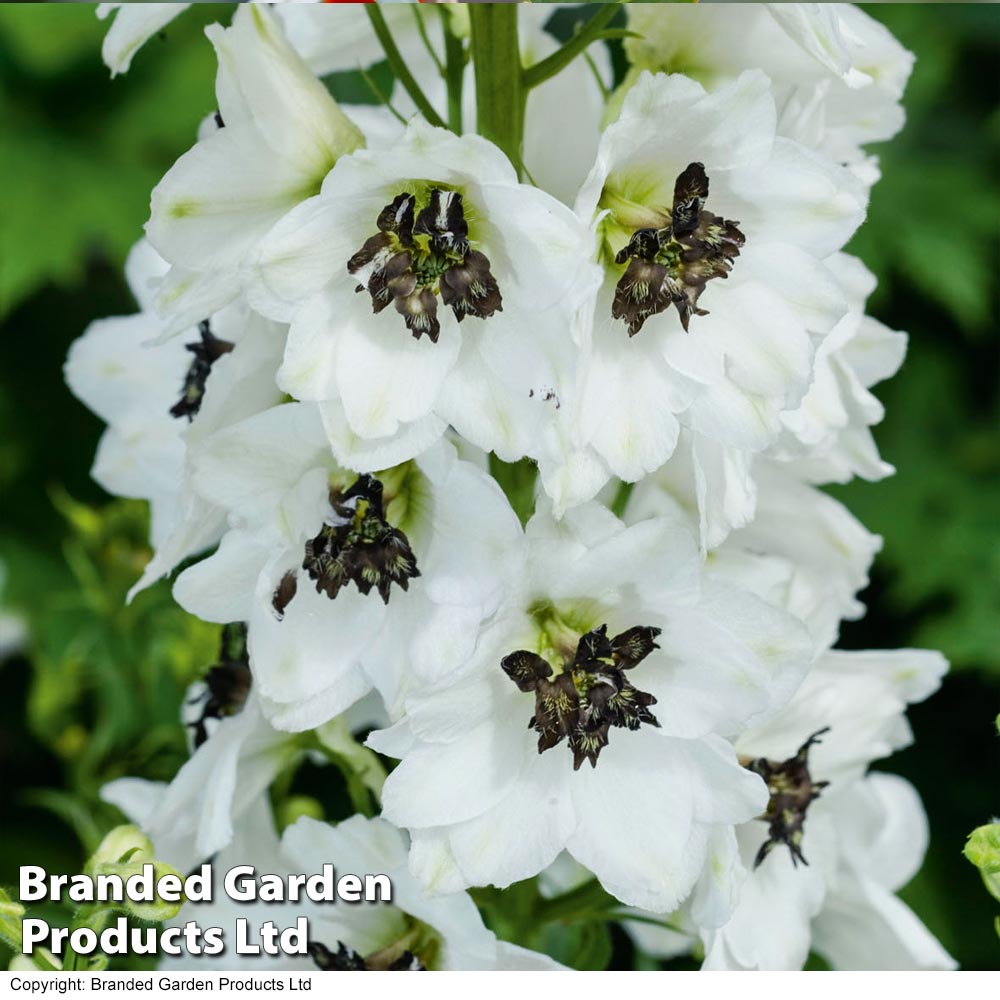 Delphinium Magic Fountains 'White Dark Bee' image