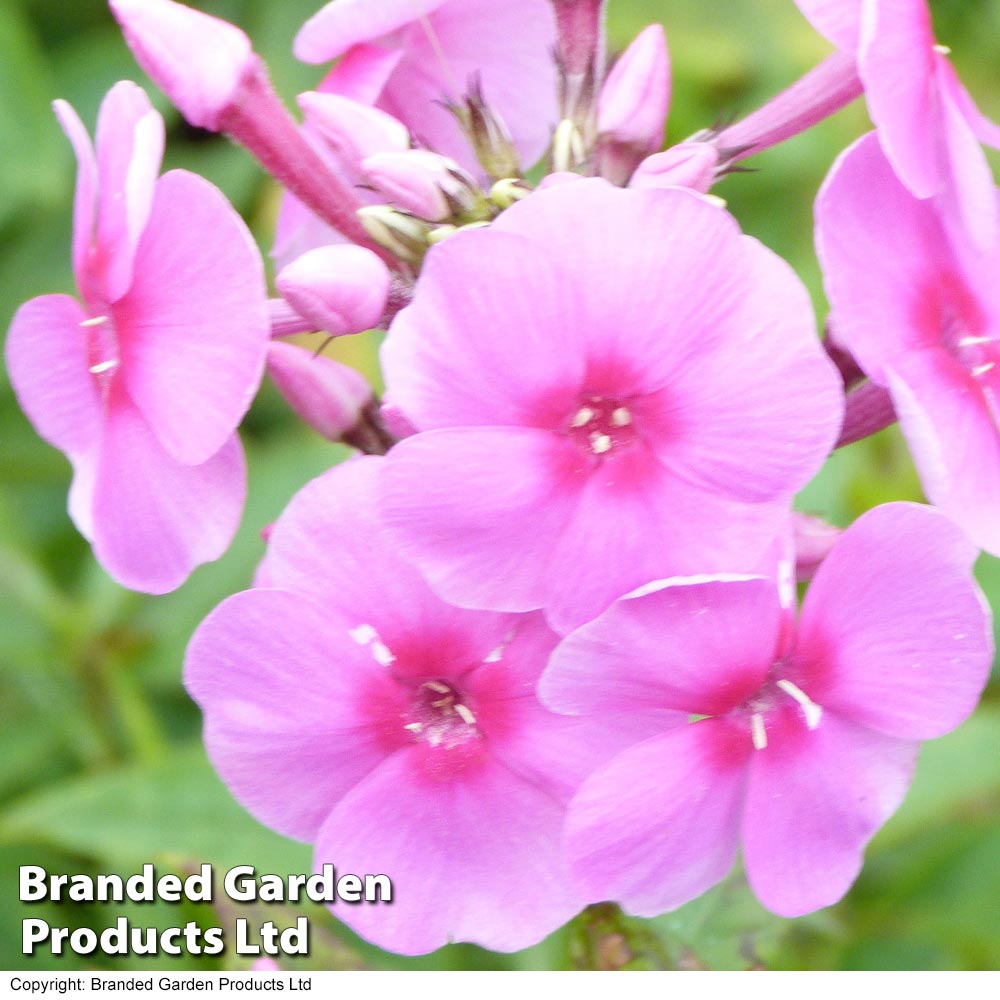 Phlox paniculata 'Eva Cullum' image