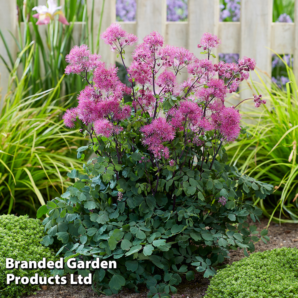 Thalictrum aquilegifolium image