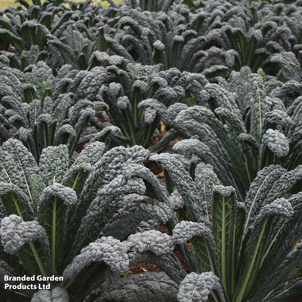 Kale 'Black Magic' image