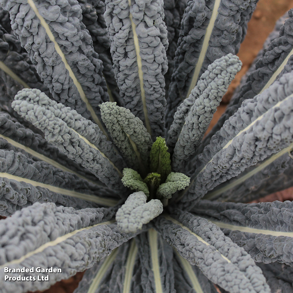 Kale 'Cobra' F1 - Seeds image