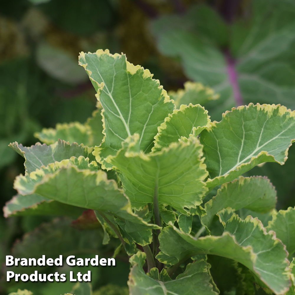 Kale 'Daubenton's Variegata' image