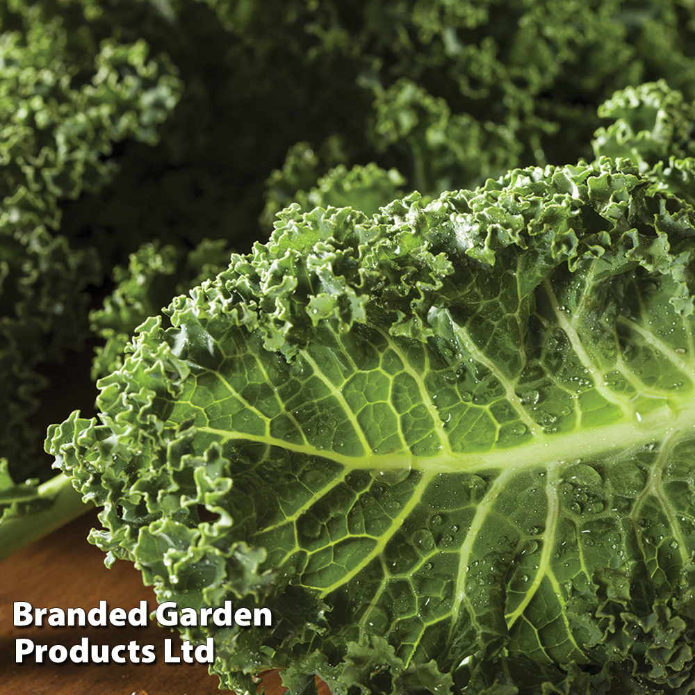 Kale 'Dwarf Green Curled' image