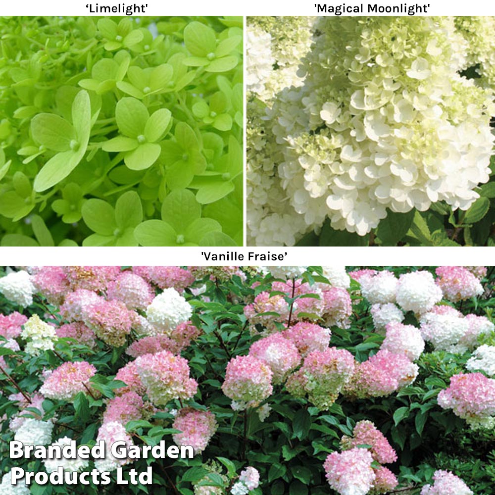 Hydrangea Premium Collection image