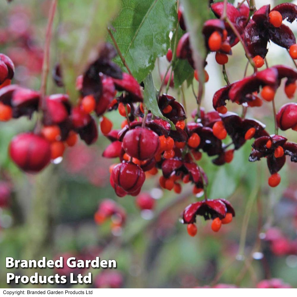 Euonymus europaeus 'Red Cascade' image