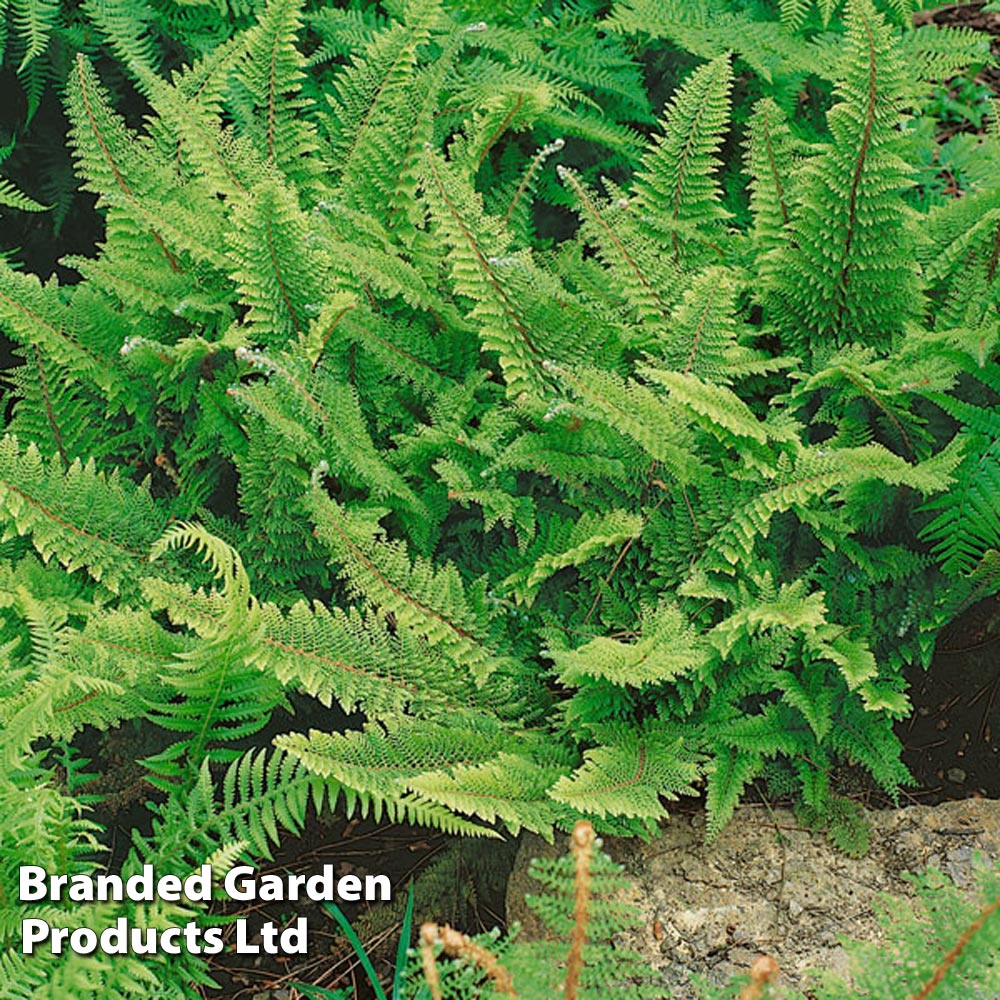 Polystichum polyblepharum image