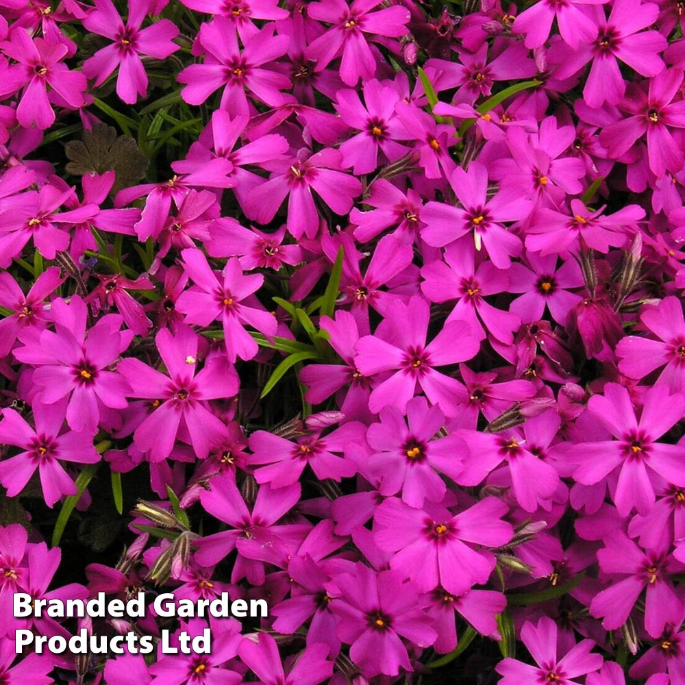 Send Phlox subulata 'Red Wings' from Dobies