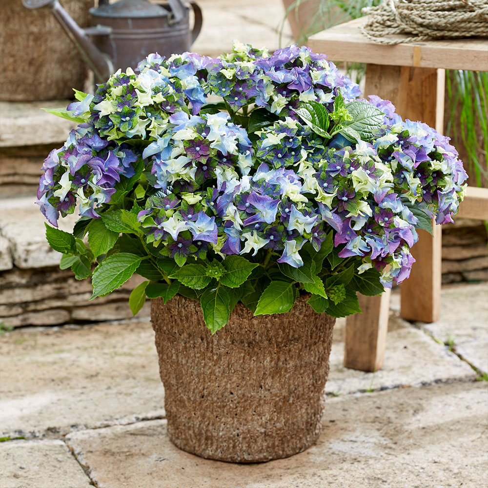 Hydrangea macrophylla 'Lady Mata Hari Blue' (Royalty Collection) image