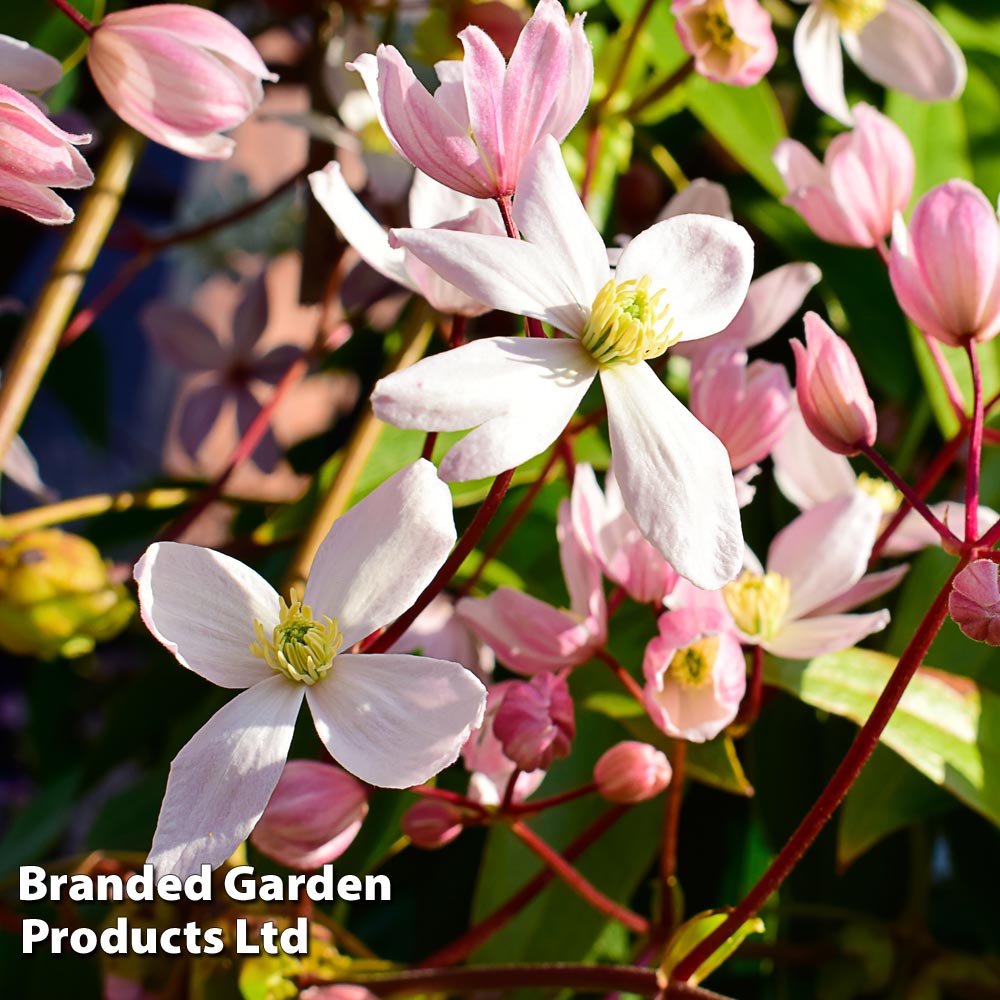 Clematis armandii 'Apple Blossom' image