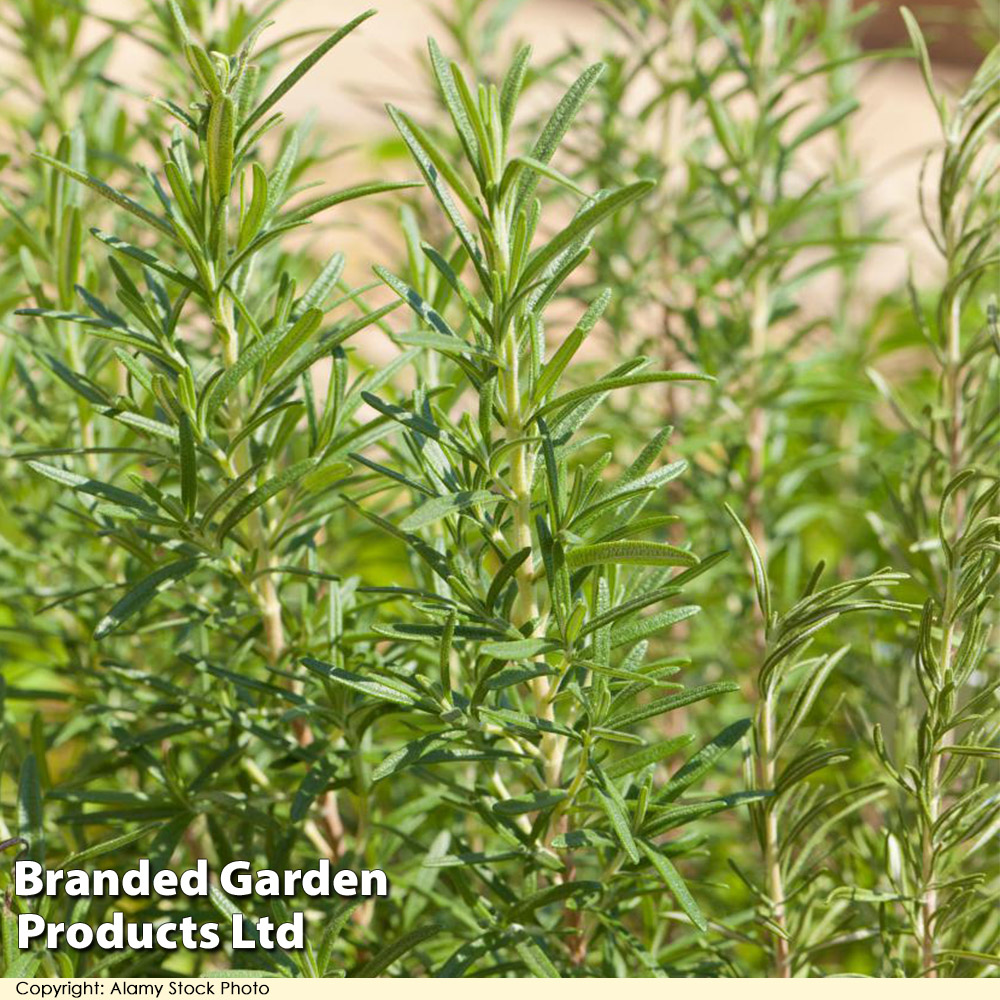 Rosemary 'Tuscan Blue' image