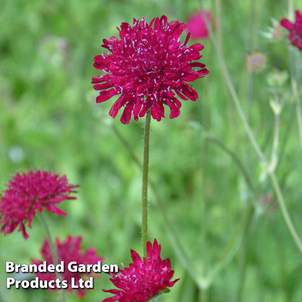 Knautia macedonica Red Knight image