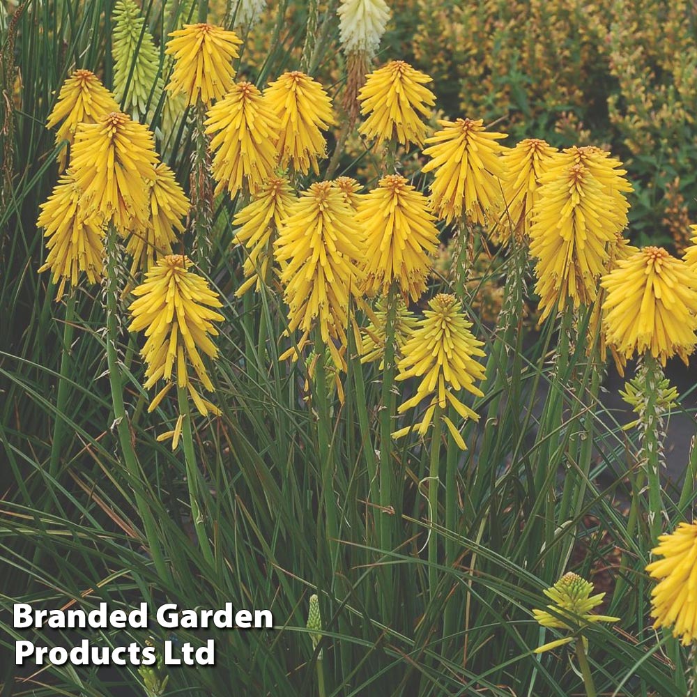 Kniphofia Popsicle Banana | Dobies