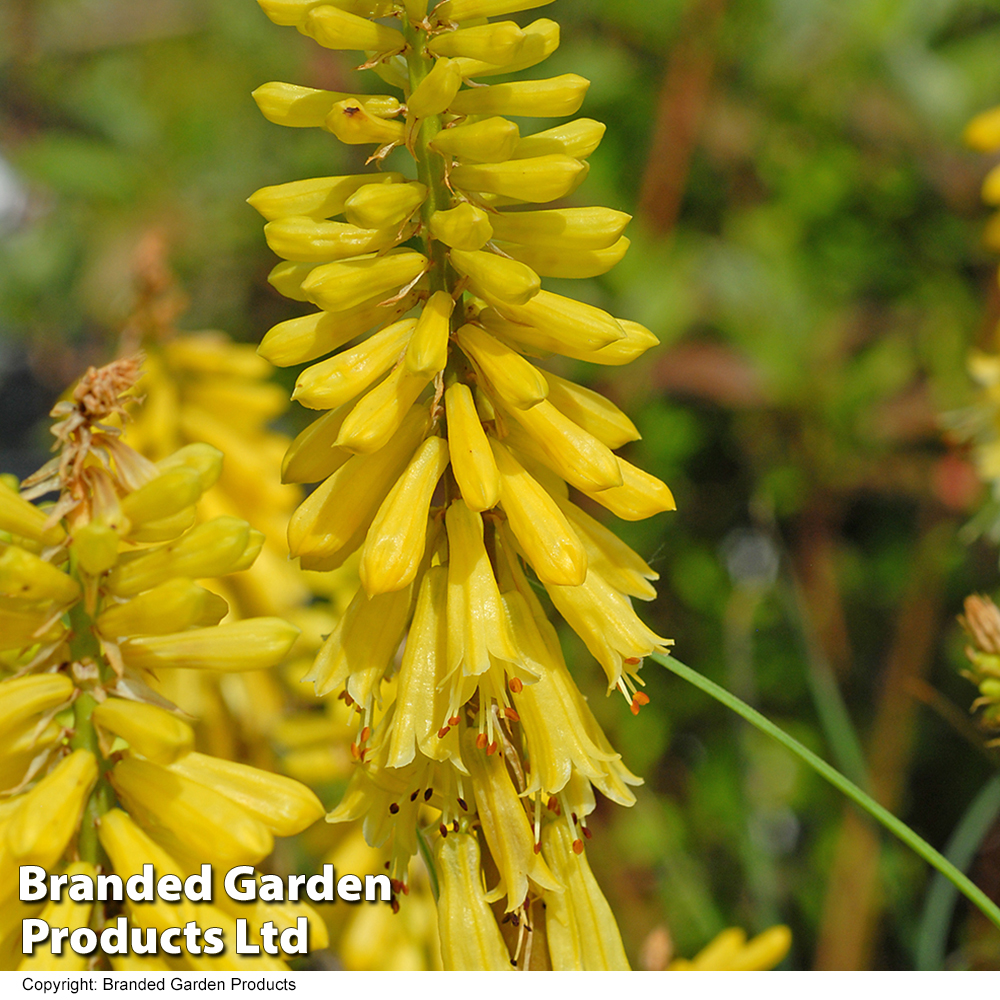 Red Hot Poker 'Lemon Popsicle' image