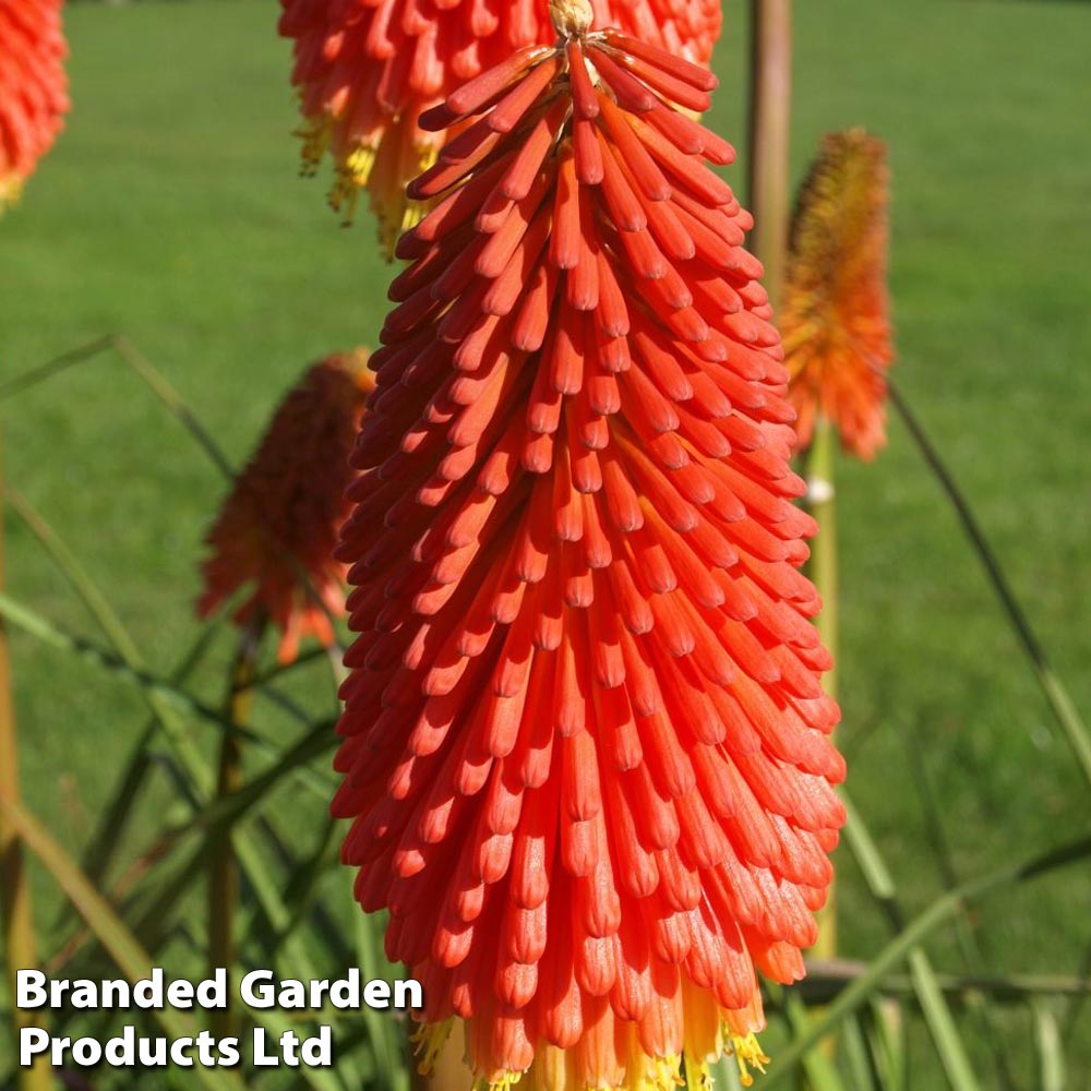 Red Hot Poker 'Papaya Popsicle' image