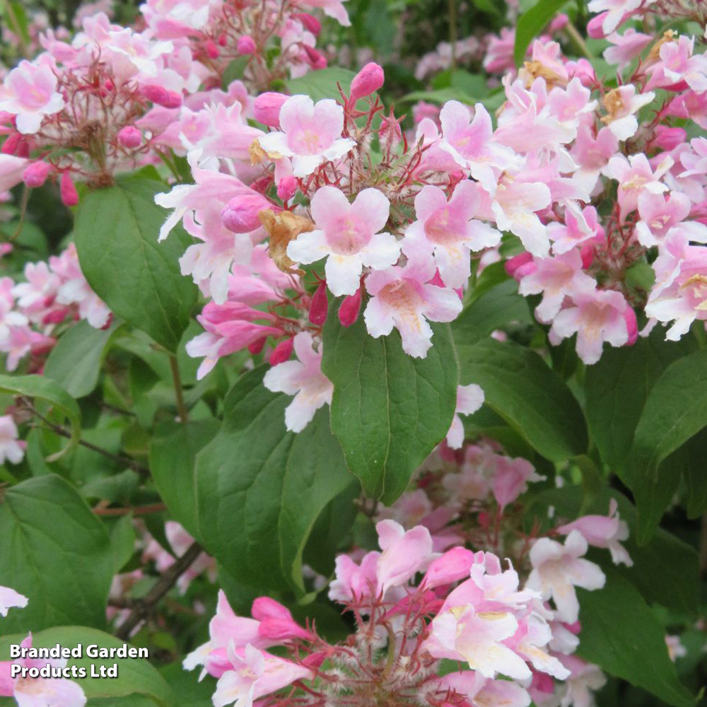 Kolkwitzia amabilis 'Pink Cloud' image