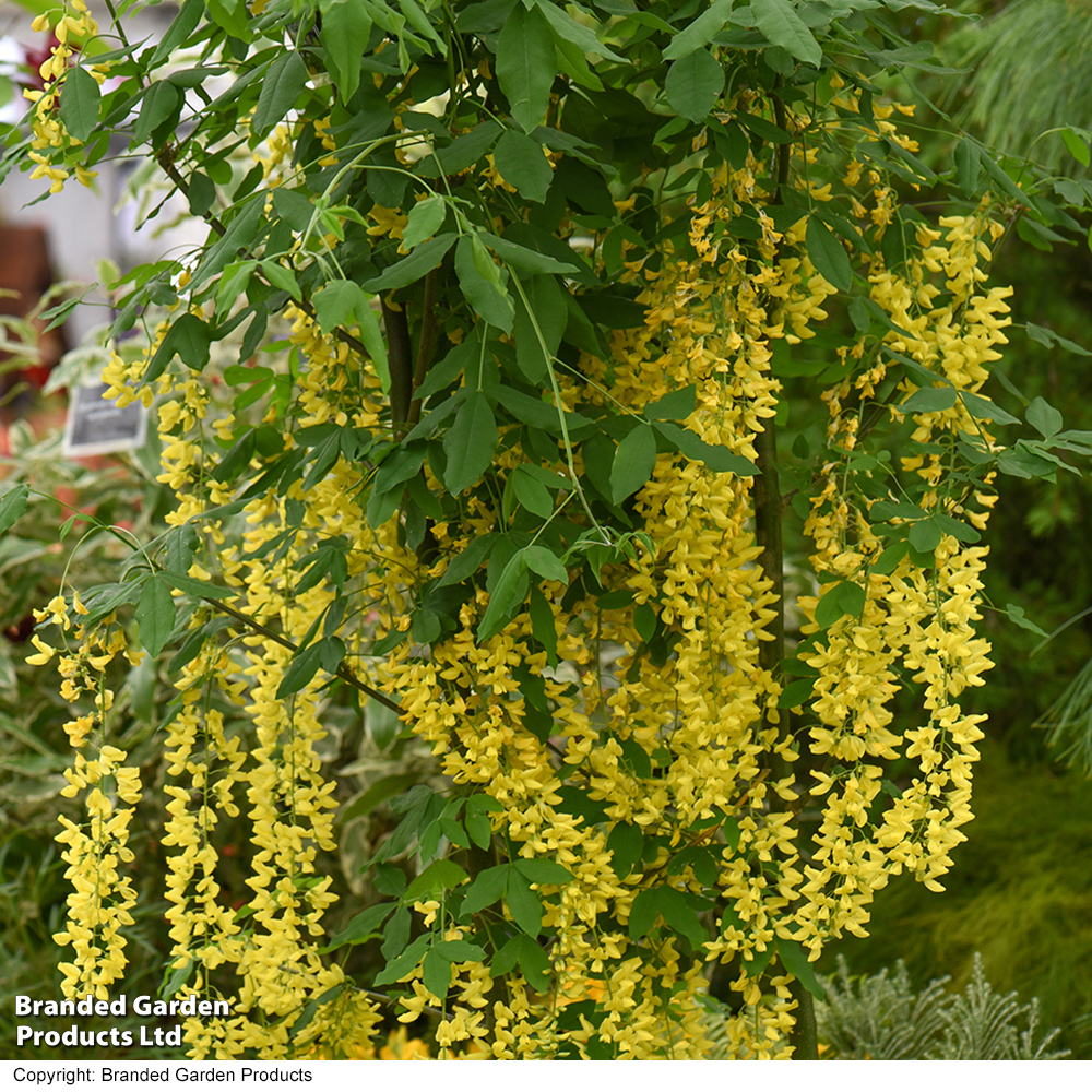 Laburnum x watereri 'Vossii' image