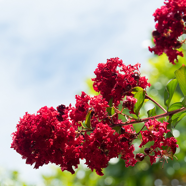 Lagerstroemia indica 'Dynamite' image