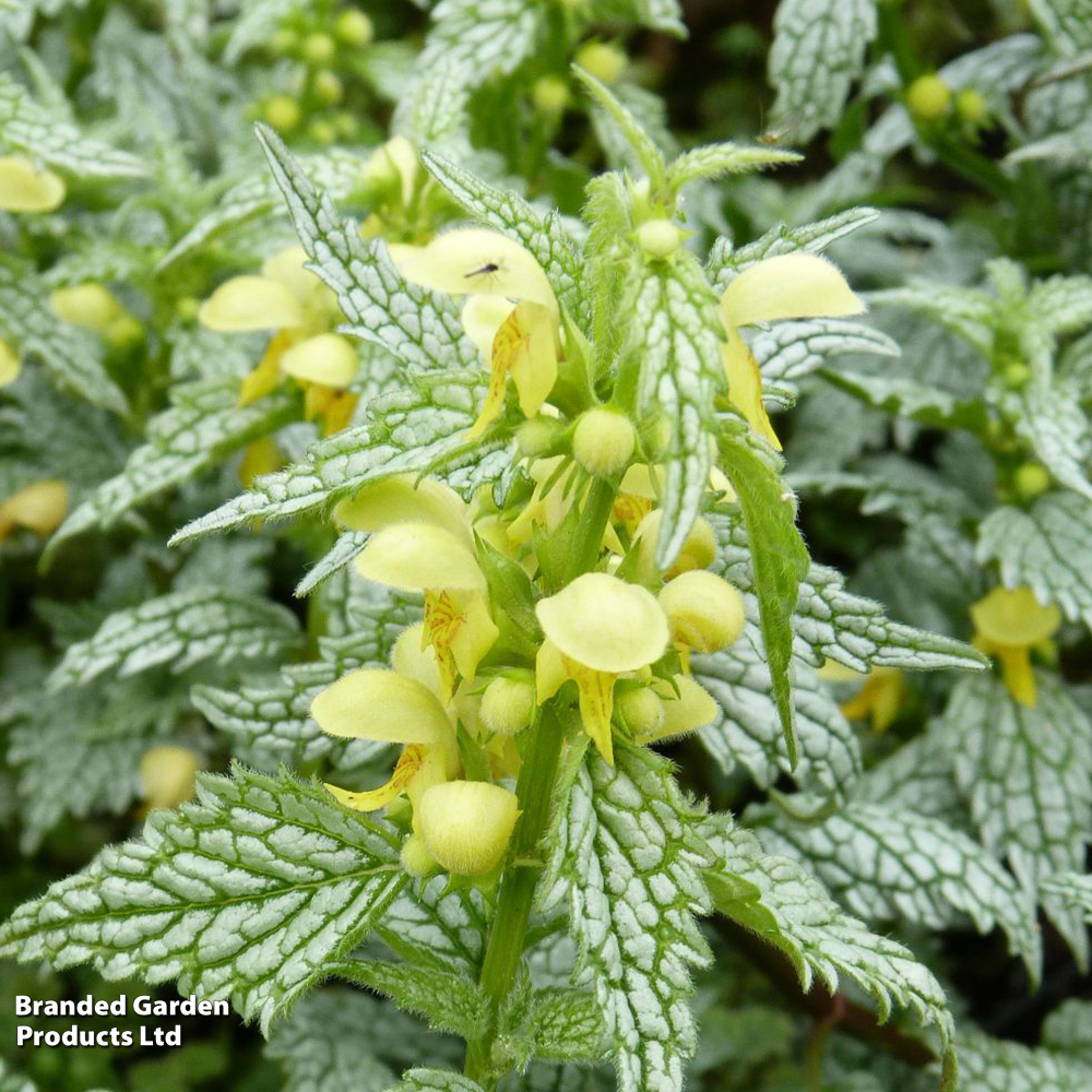 Lamium galeobdolon 'Hermann's Pride' image