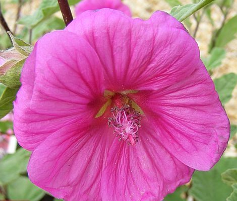 Lavatera x clementii 'Red Rum' image