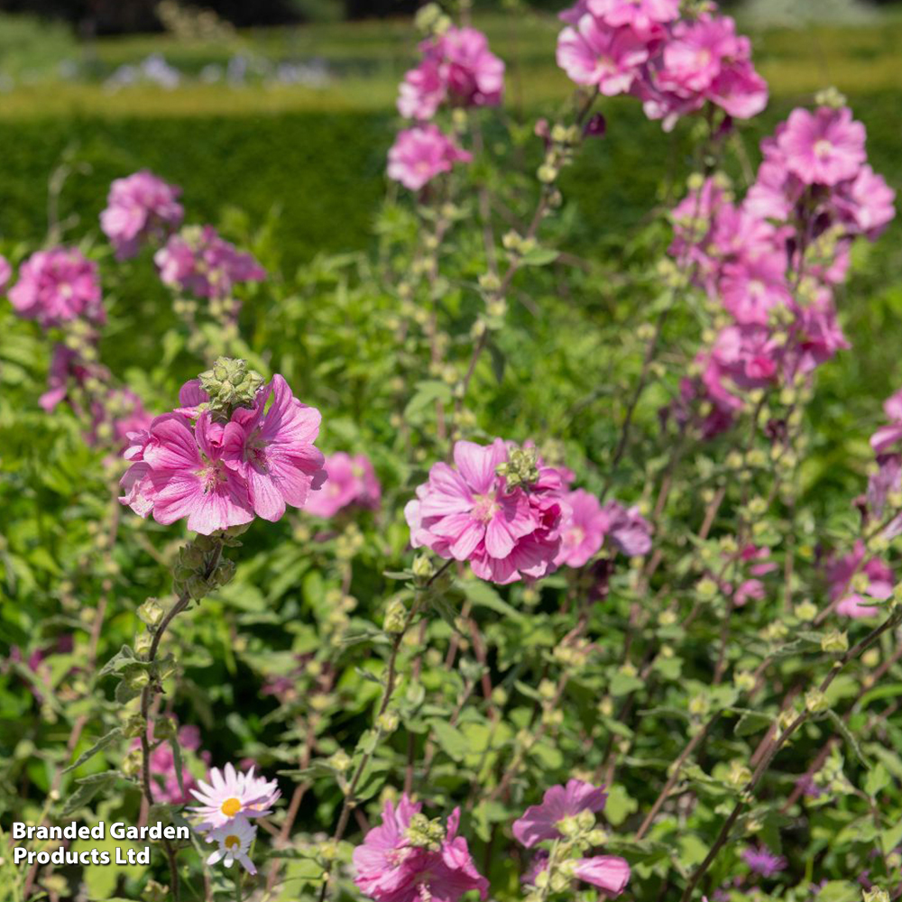 Lavatera x clementii 'Burgundy Wine' image