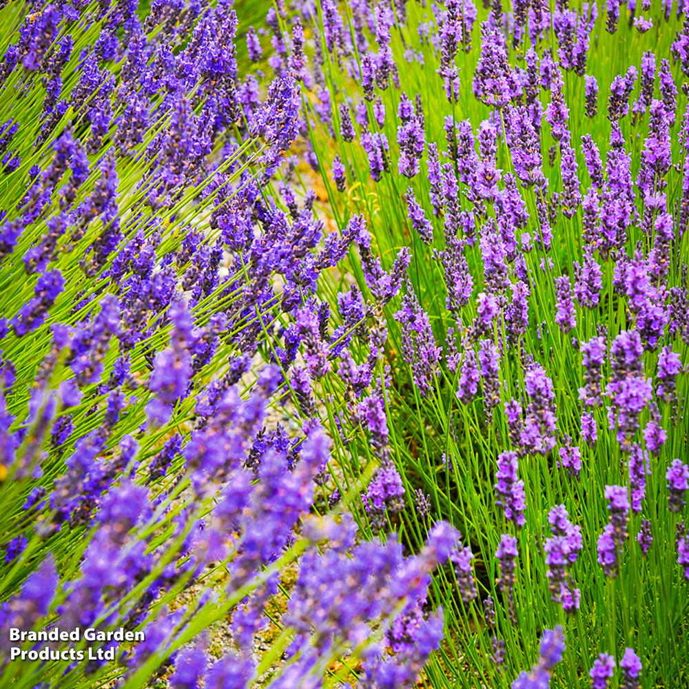 Lavender Duo image