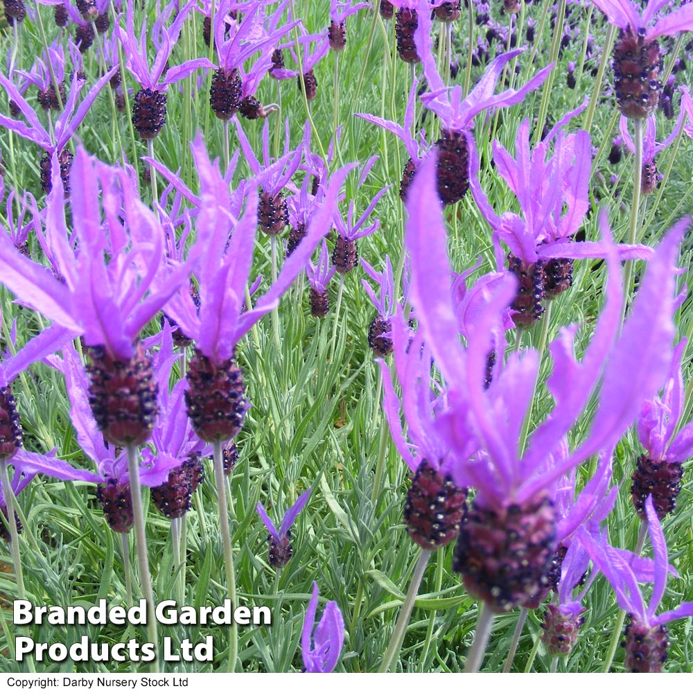 Lavender 'Flaming Purple' image