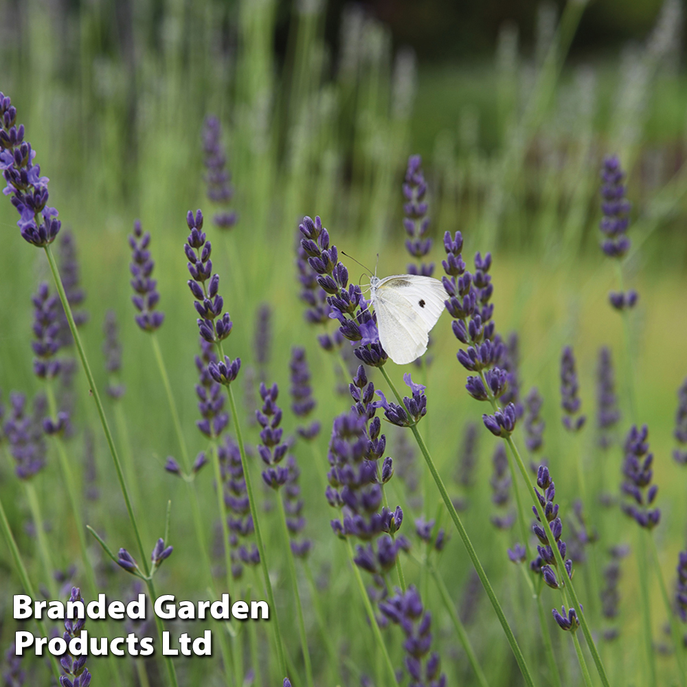 Lavender 'Grosso' image